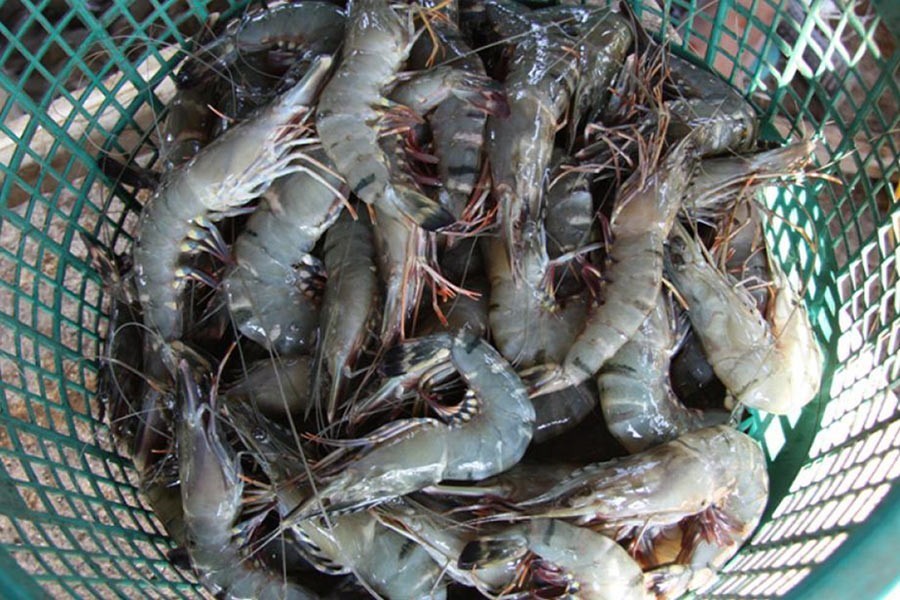 Hope high on vannamei for shrimp export boom