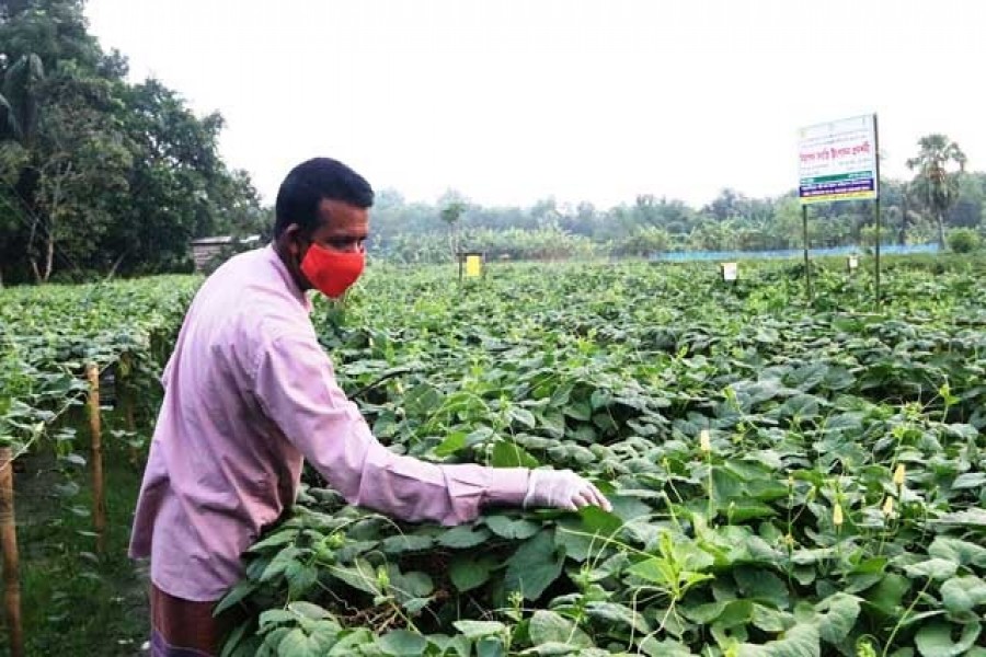Focusing on agriculture, youth in post-pandemic recovery