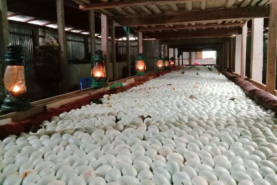 Photo shows eggs prepared for hatching ducklings with hurricane in Kothurikona village of Tiyashree Union in Madan upazila of Netrakona — FE Photo