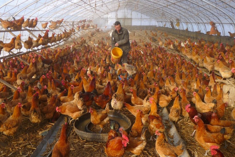 A man provides water for chickens inside a greenhouse at a farm in Heihe, Heilongjiang province, China on November 17, 2019 — Reuters/Files