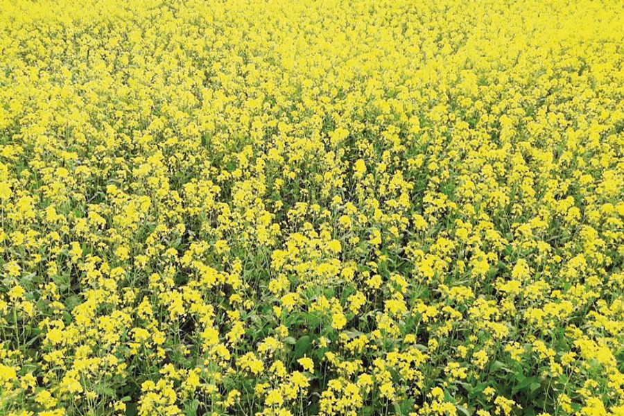Mustard cultivation exceeds target in Tangail, Jamalpur