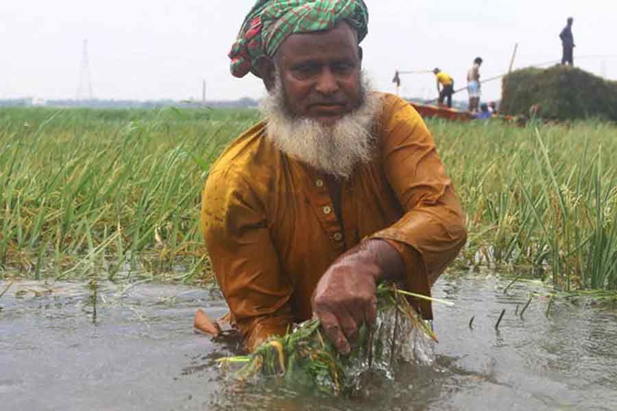 A farmer harvests half-ripe paddy from a submerged field as the river water level rises in Bangladesh after heavy rainfall upstream in India. The photo was taken from Kaundia area of Savar. — Focus Bangla file photo