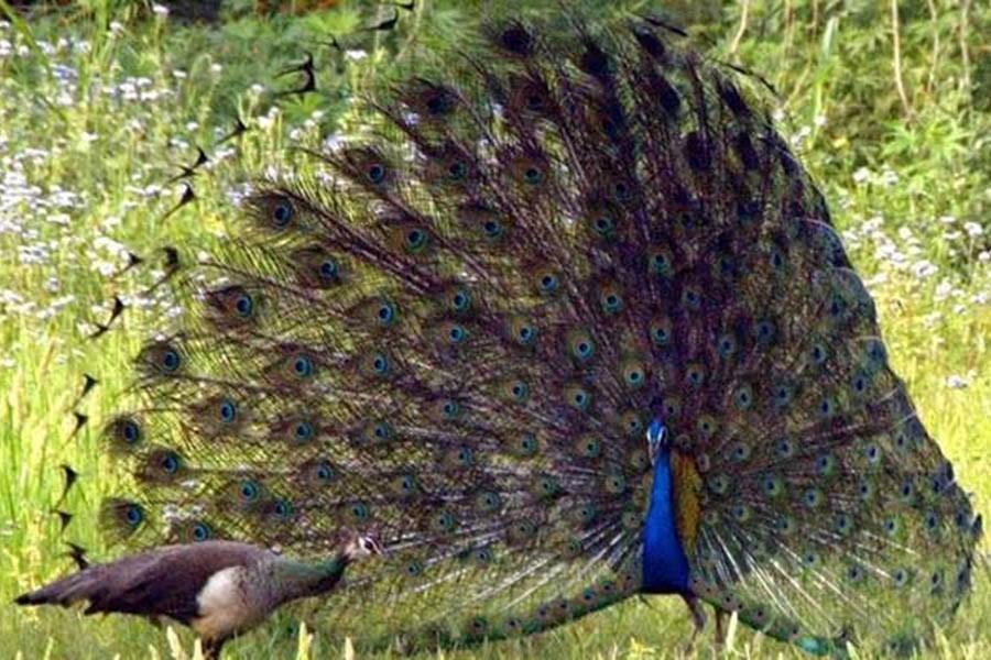 In India, poachers hunting peacock kill three police