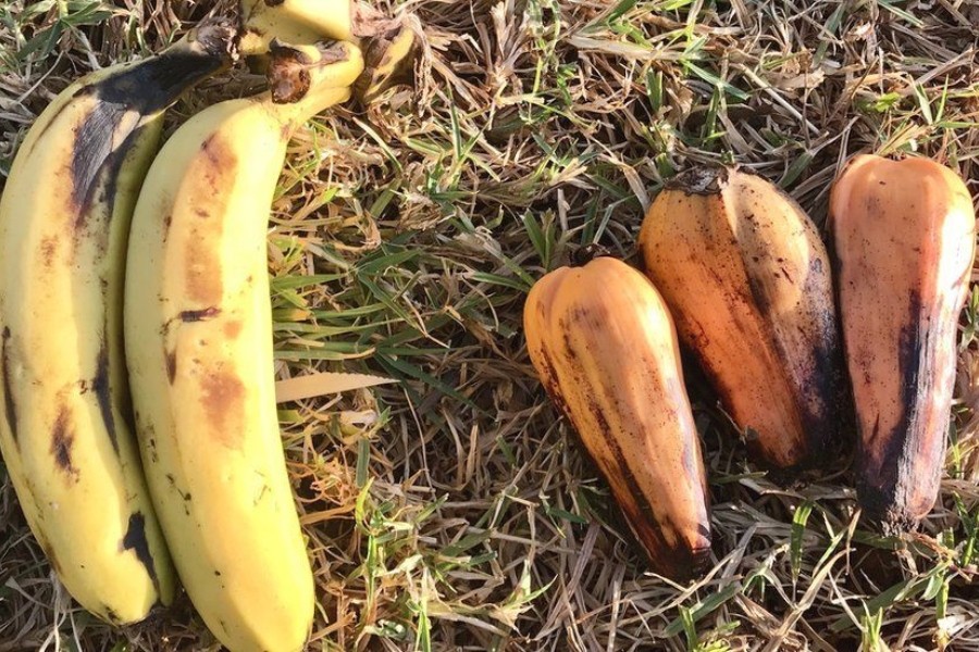 Fruit of the banana (left) and enset (right) - RBG KEW