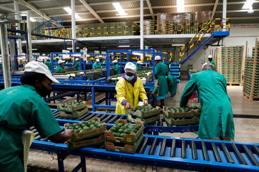 Employees examine avocados at the Kakuzi pack house in Makuyu, Kenya, May 11, 2022. REUTERS/Baz Ratner