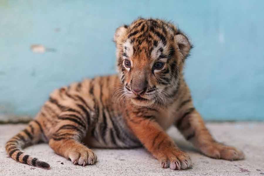 A Bengal tiger cub sitting at the zoo in Havana of Cuba on Friday –Reuters photo