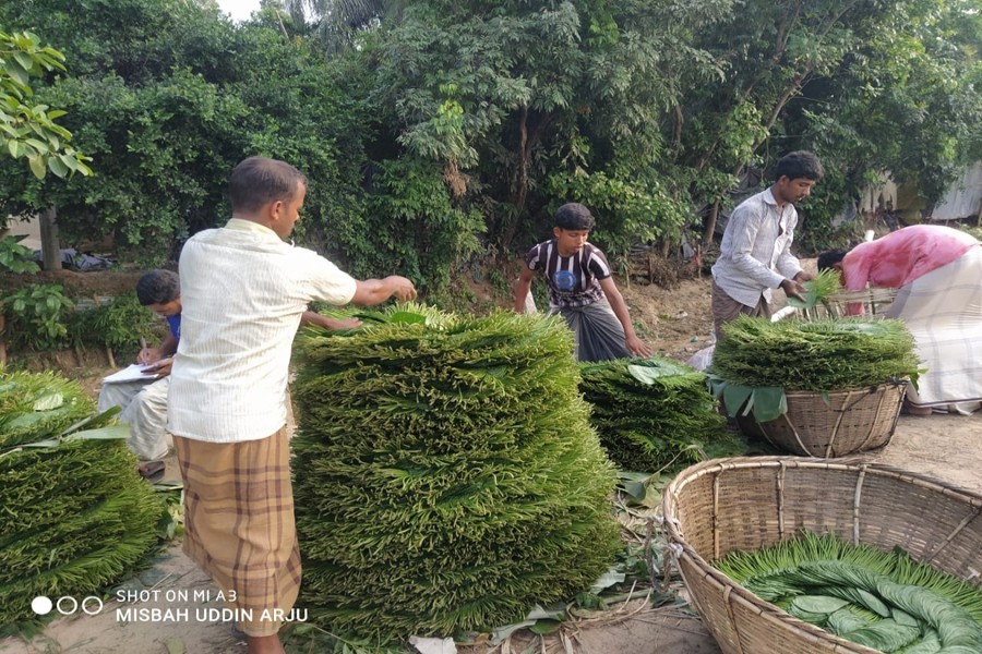 Betel leaf growers busy arranging their produce at a local market in Maheshkhali upazila of Cox's Bazar district — FE Photo