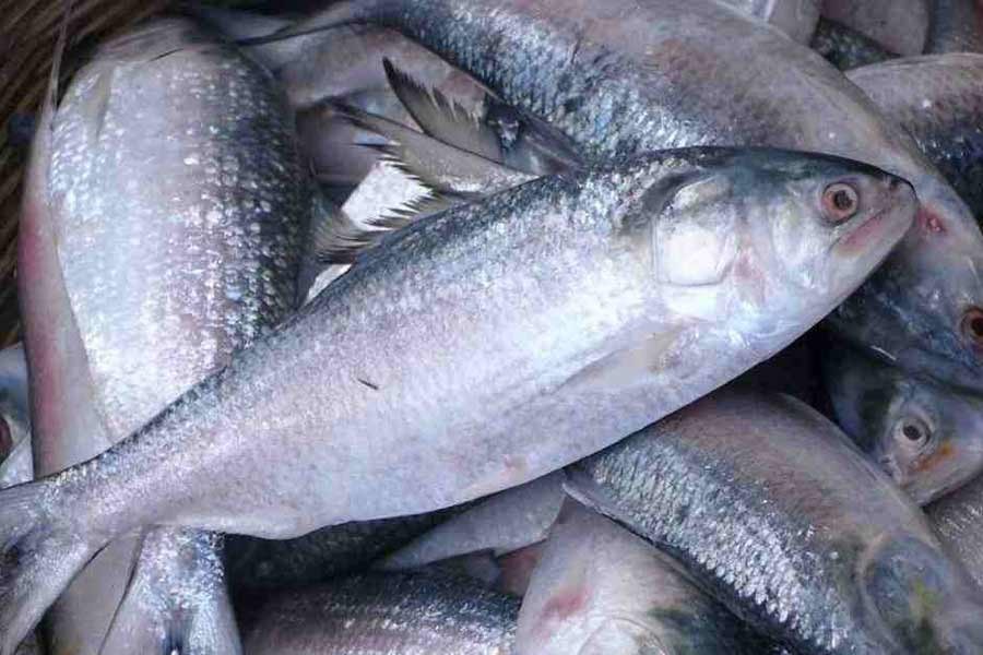Govt extends tenure of Hilsa export to India until Oct 5