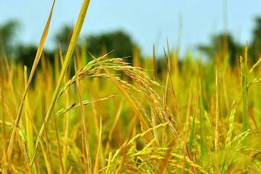 Hybrid paddy's production fall