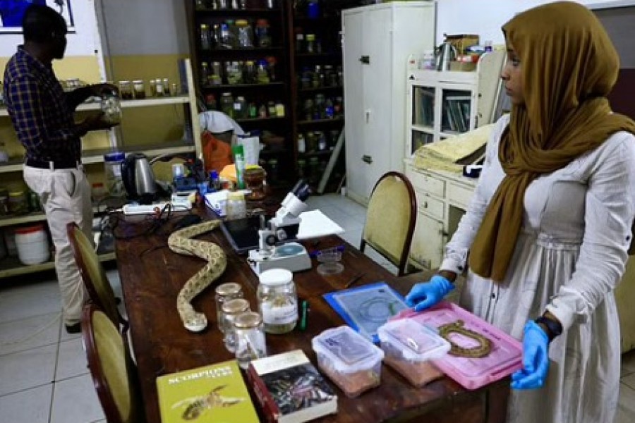 Dr Manal Siyam conducts research on snakes at the Natural History Museum in Khartoum, Sudan. September 28, 2022. REUTERS/Mohamed Nureldin Abdallah