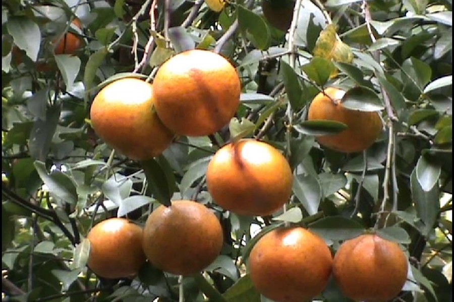 Orange becomes a money spinner for Panchagarh farmers