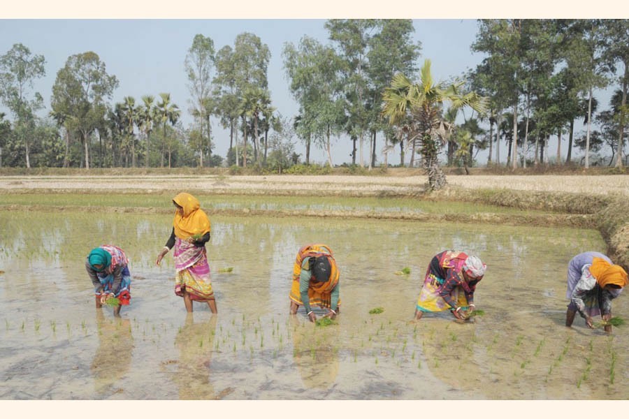 Photo shows female farmers busy planting Boro seedlings in a field at Basudebpur in Godagari upazila of Rajshahi district — FE Photo