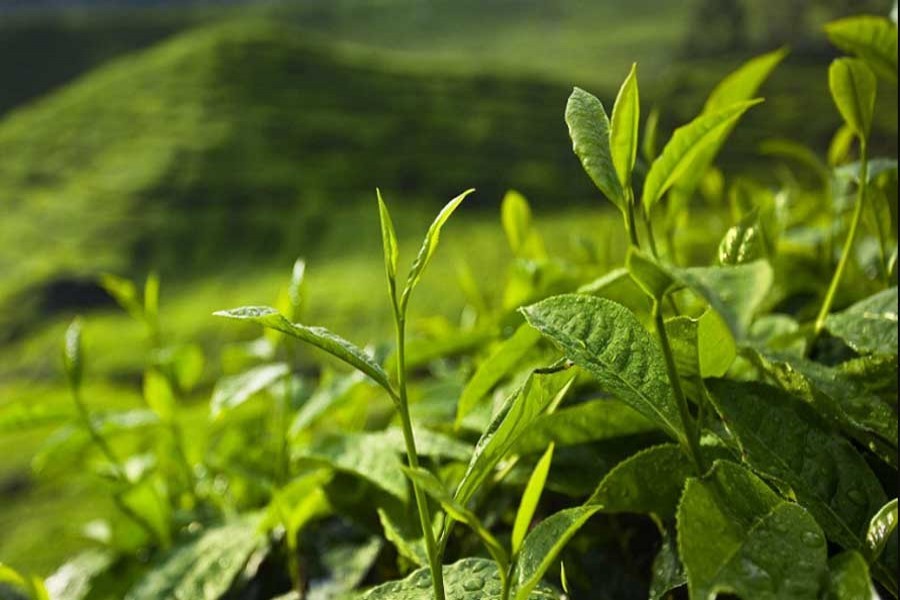 Tea output edges down in 2022