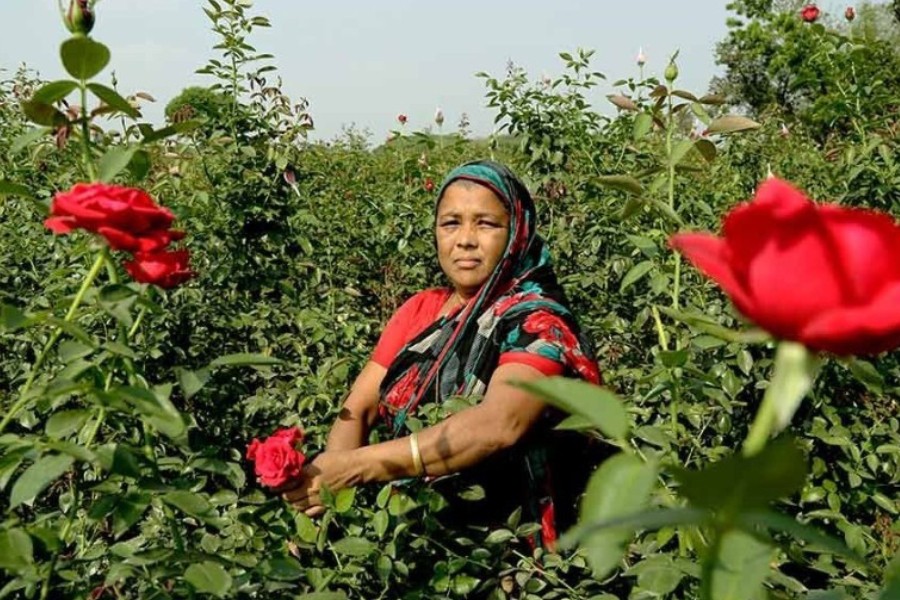 With Ekushey, Pahela Falgun and Valentine’s Day in Feb, Jashore flower farmers eye huge sales