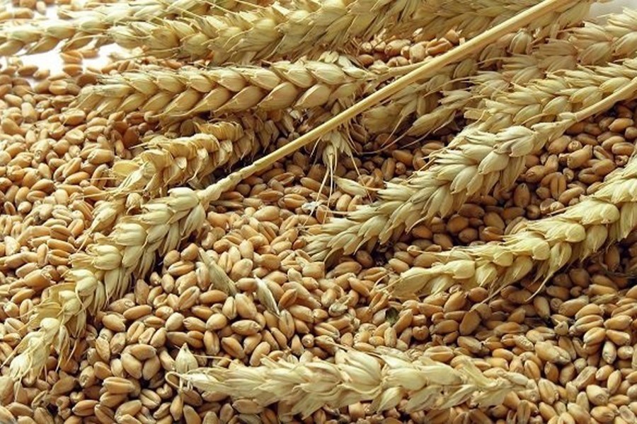 Indian gov't further reduces wheat auction prices