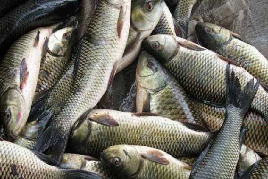 Bangladesh to produce 4.2m tonnes fishes in FY16-17