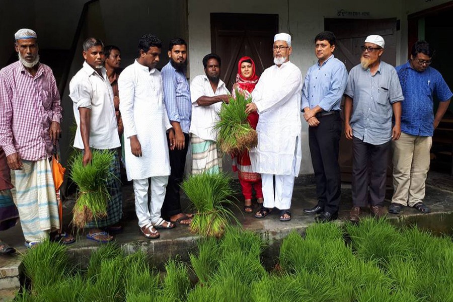 Sylhet cultivators face acute  shortage of T-Aman seedlings