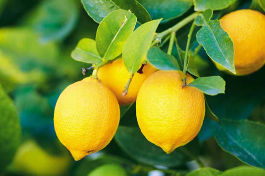 Rangpur farmers show more  interest in lemon farming