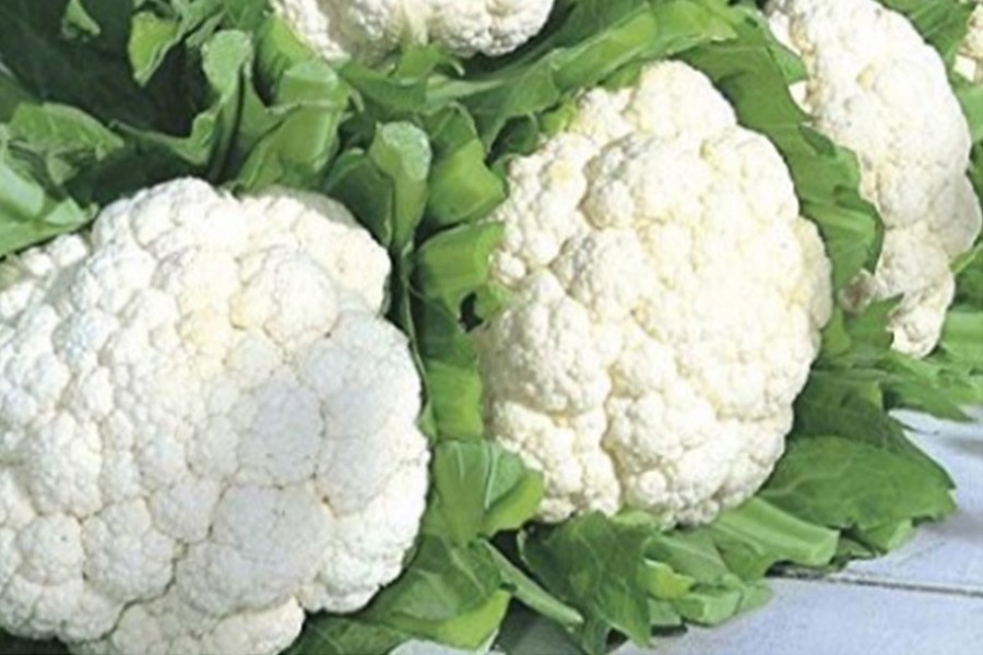 Ishwardi growers happy over fair  price of off-season cauliflower