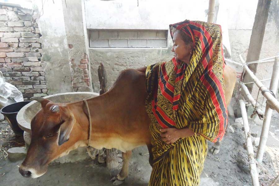 Monira Begum takes care of her cattle on Thursday. 	— FE Photo