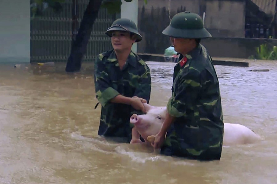 Two soldiers walk a pig through flood water in northern province of Thanh Hoa, Vietnam on Wednesday. - AP photo