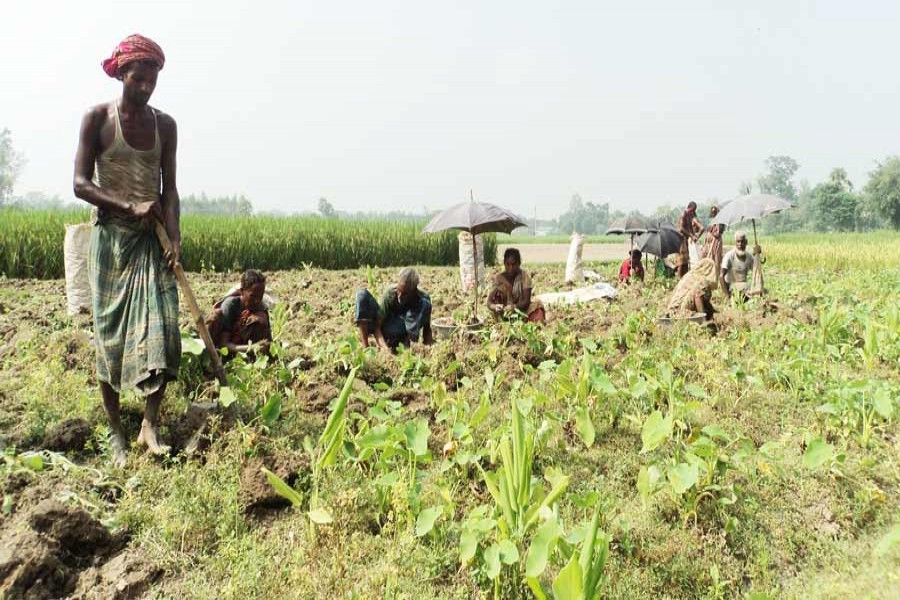 JOYPURHAT: Farmers busy harvesting arum in Akkelpur Upazila on Tuesday. 	— FE Photo