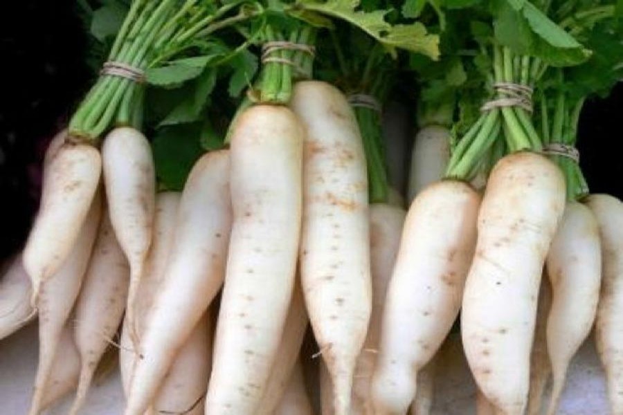 Growers of early radish expecting a good yield in Rangpur