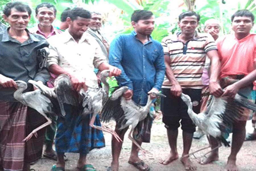 Villagers of Shamskhalsi under Naldanga upazila of Natore rescued some injured ‘Shamuk Khol’ birds after a recent storm. 	— FE Photo