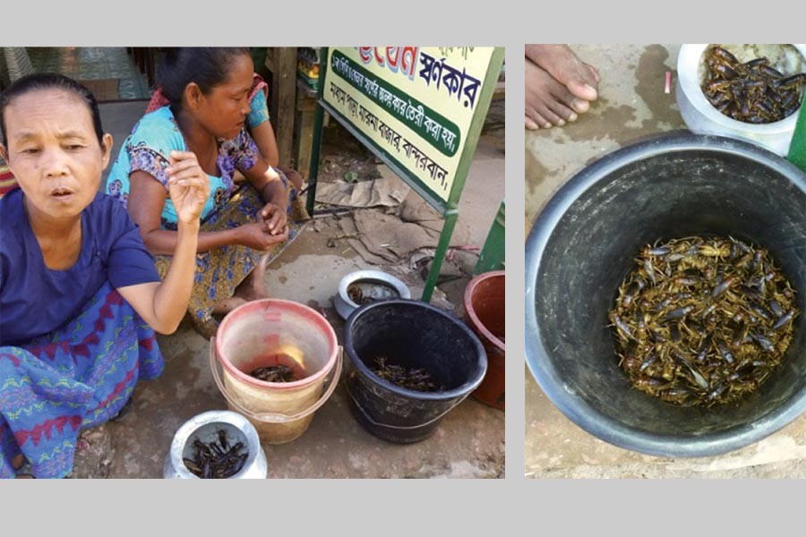 Selling insects as food at a Bandarban market