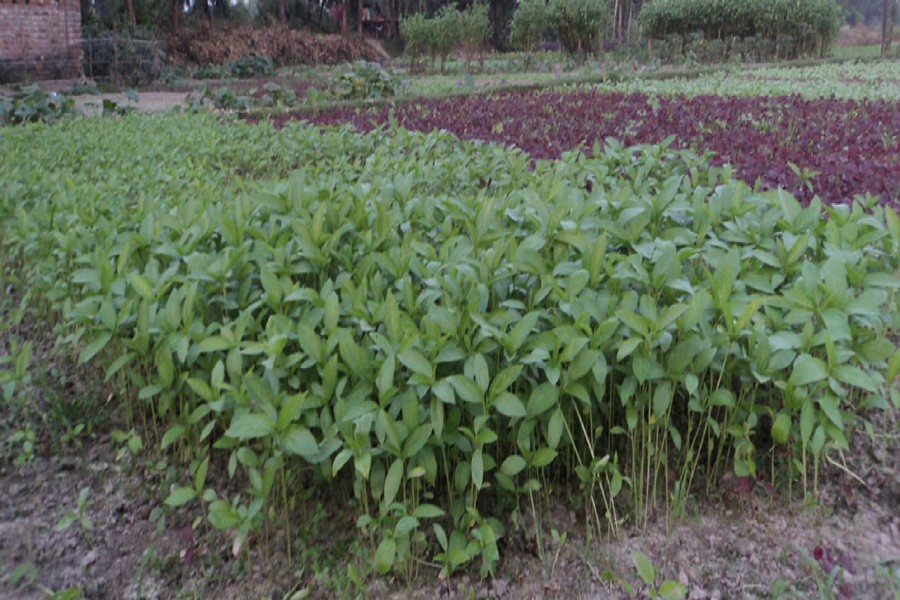 Bogra peasants cashing in on jute leaves as vegetables