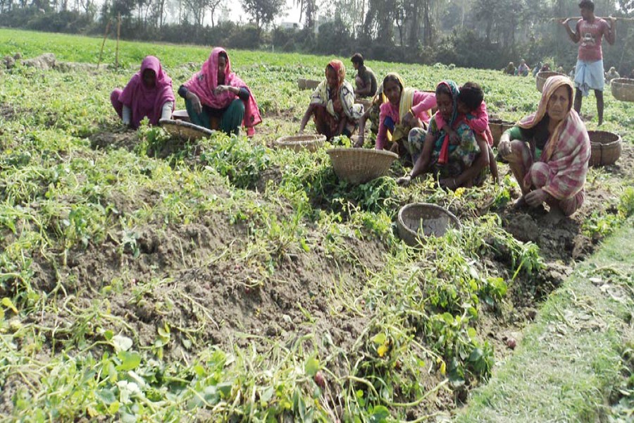 Farm labourers harvest early-cultivated potato from a field under Khetlal upazila of Joypurhat on Sunday. 	 	— FE Photo