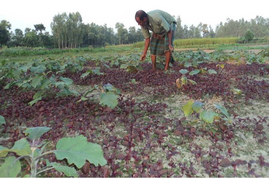 A farmer growing red spinach and brinjal on the same land in Bogra. The photo was taken on Monday. 	— FE Photo