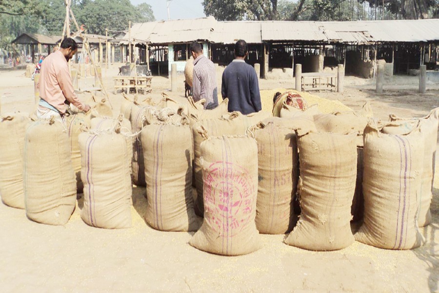 Sacks full of newly-harvested T-Aman paddy are ready to be sent to the local wholesale market at Kazipur upazila in Sirajganj on Tuesday. 	— FE Photo
