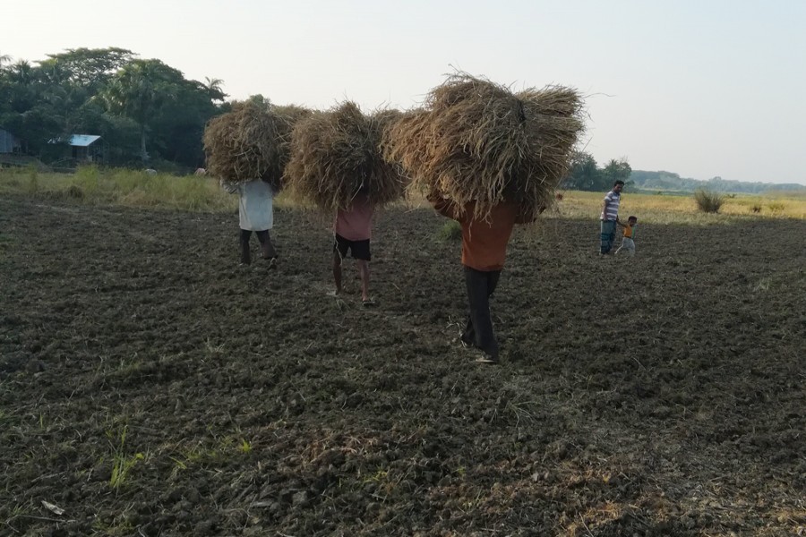 Gopalganj peasants expect bumper production of 'Lalzira' rice