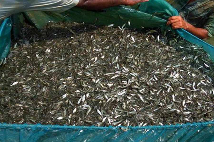 A partial view of trout at Talshon Bazar under Adamdighi upazila of Bogra. The photo was taken on Saturday. 	— FE Photo