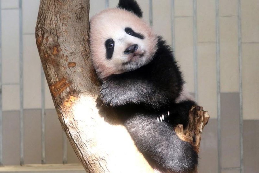 A baby panda Xiang Xiang plays in a tree during a press preview ahead of the public debut at Ueno Zoological Gardens in Tokyo, Japan December 18, 2017. (Reuters Photo)