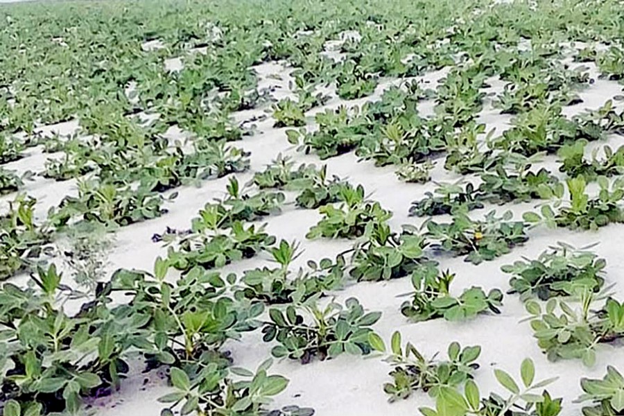 Excellent growth of groundnut plants signals a bumper production of the crop in Baishahki Char under Dhunot upazila of Bogra. The snap was clicked on Monday. 	— FE Photo