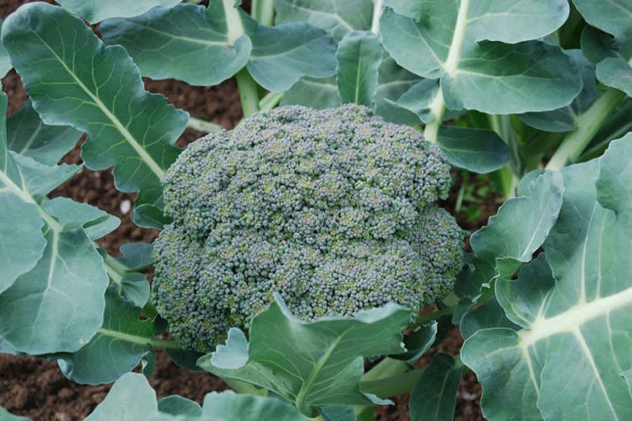 Prospect of broccoli farming bright in Rajshahi