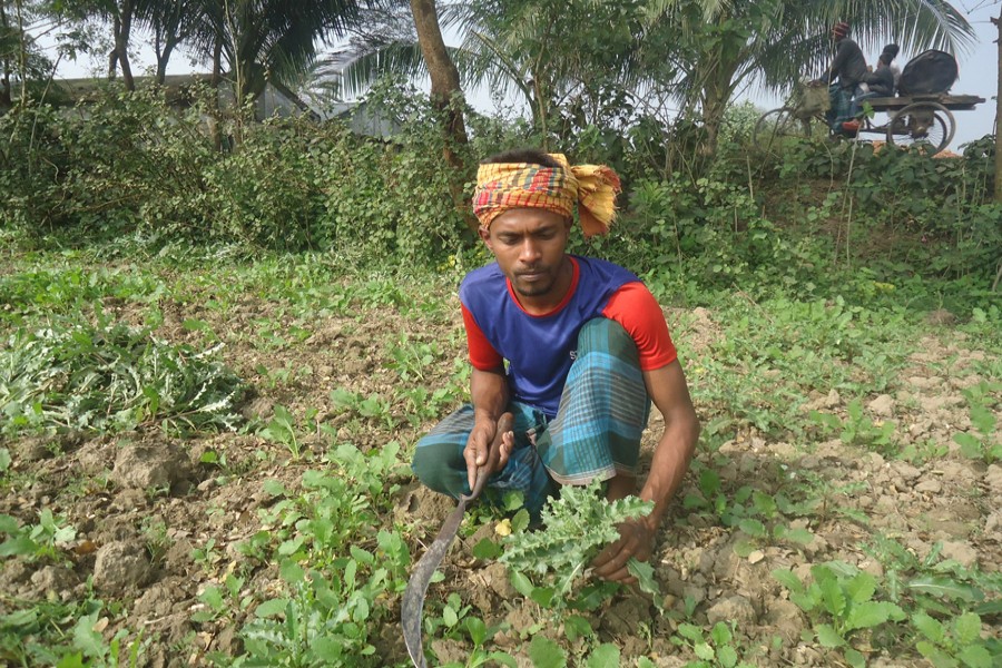 A farmer weeds a rapeseed field in Nanduali village under Magura Sadar on Wednesday.  	— FE Photo
