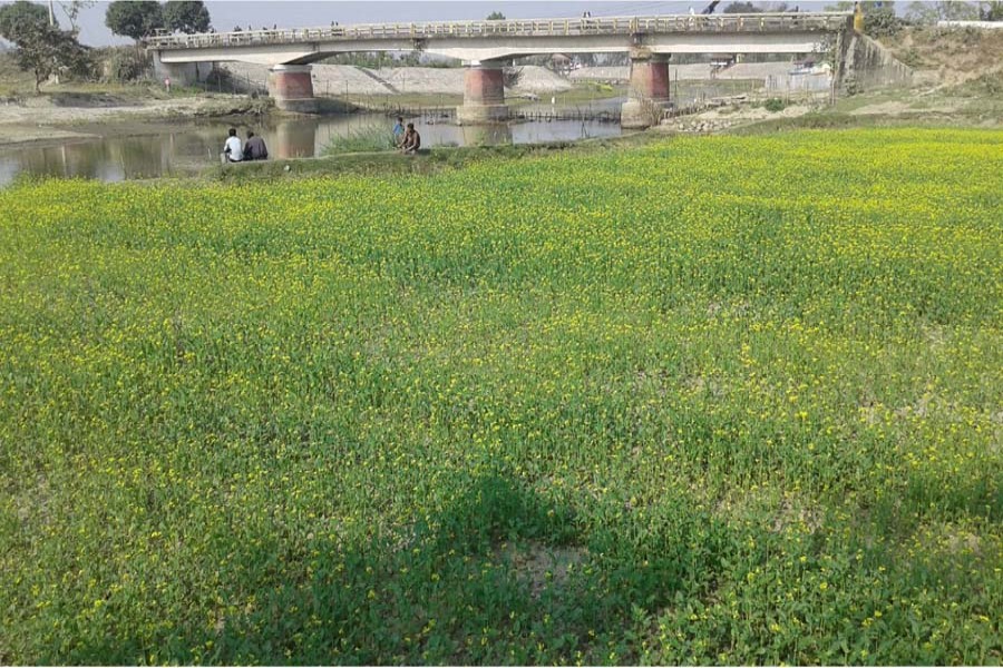 Crop has been cultivated on the Ghaghot riverbed in Nishbetganj area under Rangpur Sadar. The photo was taken on Saturday.	— FE Report