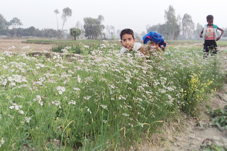 A view of a coriander field in Alohali village under Dupchanchia upazila of Bogra. The photo was taken on Tuesday. 	— FE Photo