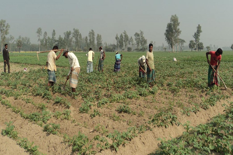 Farmers take care of a potato field in Dawakola village under Bogra Sadar on Wednesday. 	— FE Photo