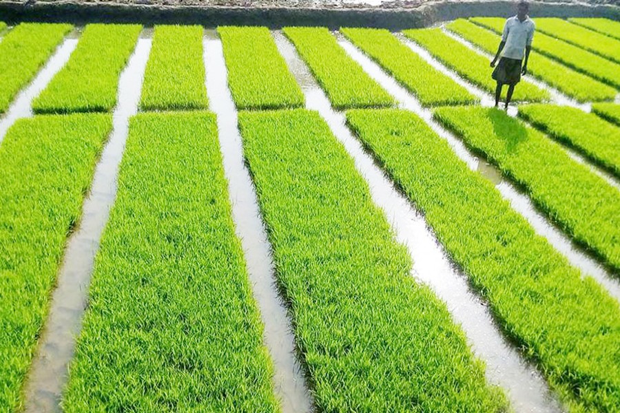 A view of an Ideal Boro seedbed in Shibganj upazila of Bogra. The photo was taken on Thursday.  	— FE Photo
