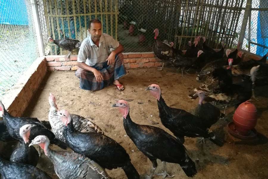 A turkey bird farmer takes care of his farm in Sokundi area of Gazipur city. FE file Photo used for representational purpose.