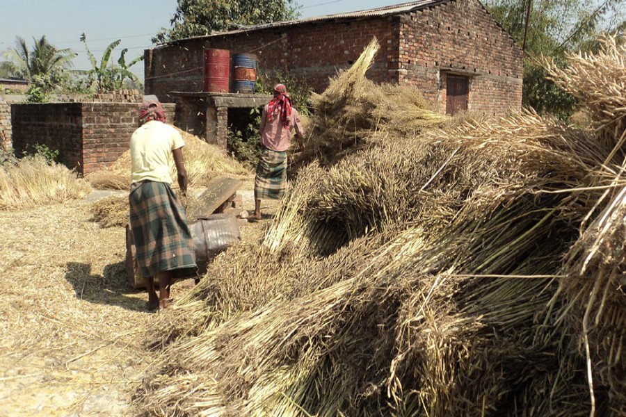 Peasants thresh the newly-harvested mustard in Daulotpur village under Khetlal upazila of Joypurhat on Thursday. 	— FE Photo
