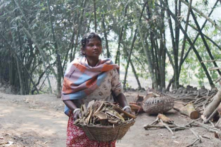 Sharmila Munda, an illiterate indegenous woman, collecting wood for her livelihood.  	— Credit: Rafiqul Islam Sarker, IPS