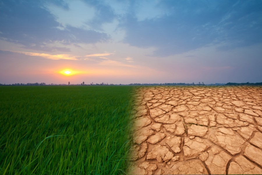 Impact of climate change on agricultural