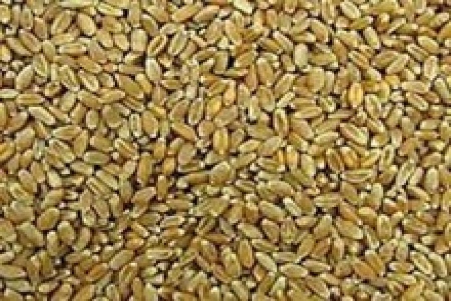 Mahtab Corp first  local company to import milling wheat from Russia