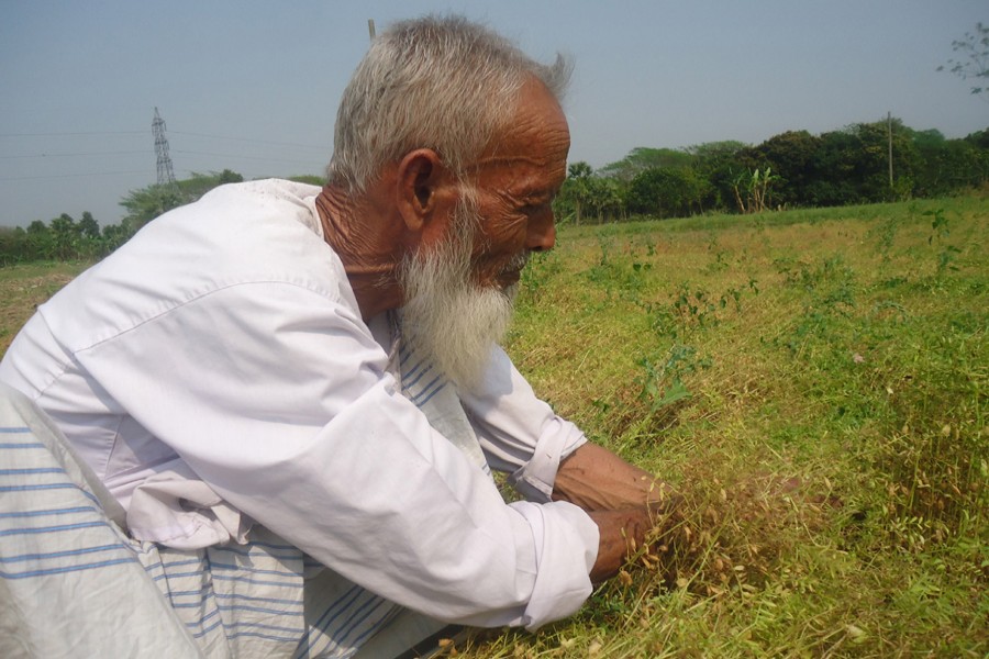 Farmer Moksed Mandal takes care of his BINA-9 Mosur field in Ramanagar village under Magura Sadar on Monday.  	— FE Photo