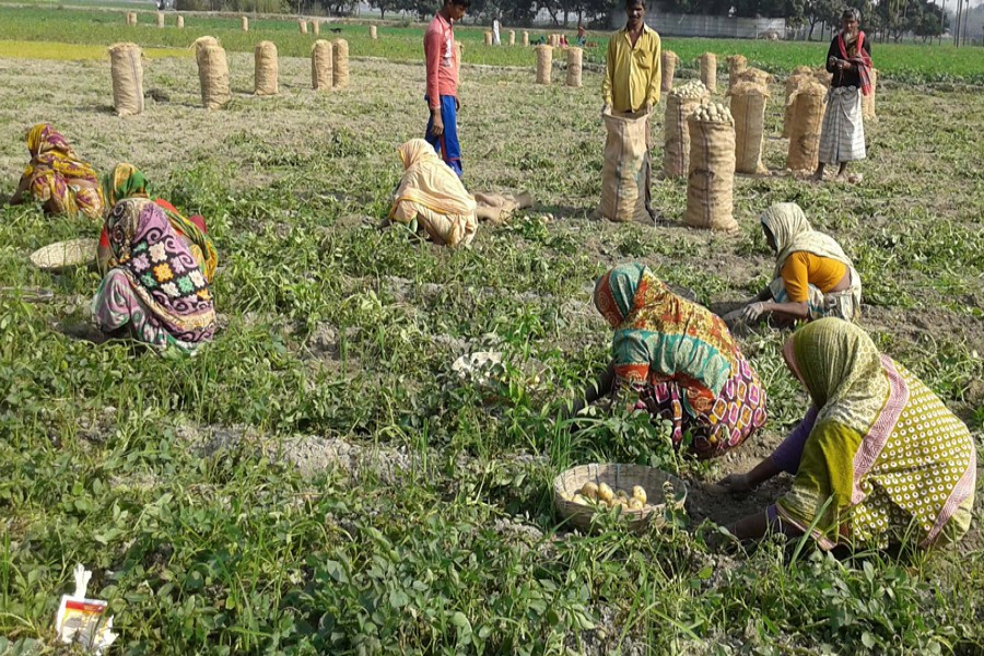 Farm labourers harvesting potatoes in Palichara area under Rangpur Sadar 	— FE Photo